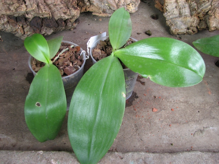Phalaenopsis Jade Gold (gigantea x venosa).JPG