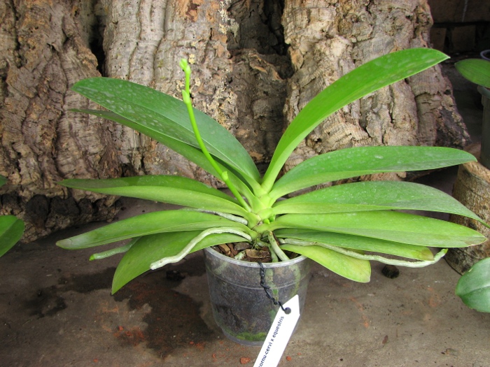 Phalaenopsis cornu-cervi x equestris.JPG