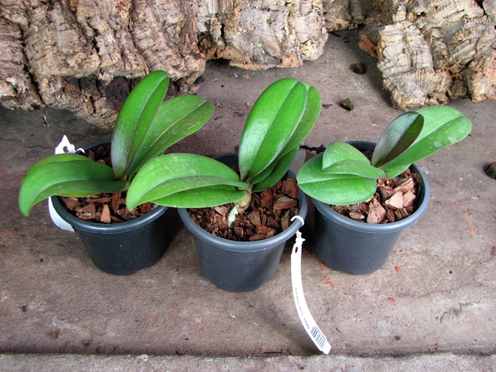 Doritaenopsis Lius Sakura2.JPG