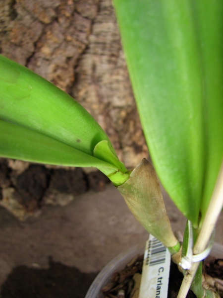 Cattleya trianae coerulea x SELF2.JPG