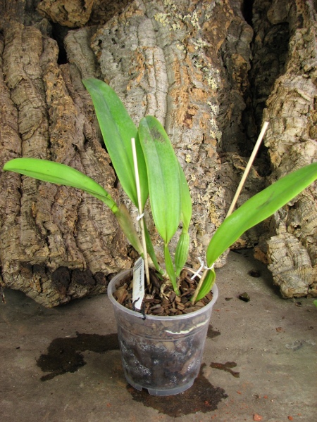 Cattleya trianae coerulea x SELF.JPG
