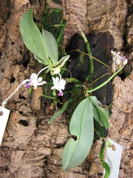 Phalaenopsis parishii.JPG