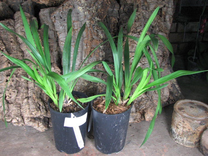 Cymbidium Kiwi Midnight.JPG