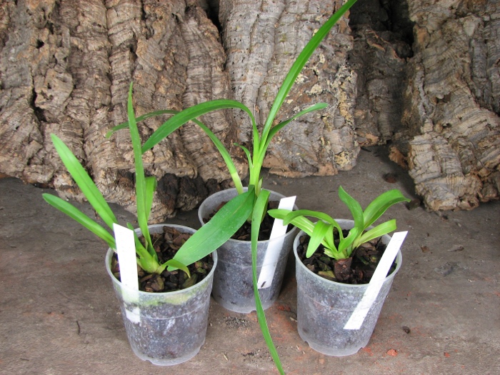 Odontoglossum Hans Koch x Odontocidium Tiger Crow 'Golden Gate'.JPG