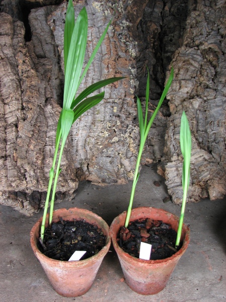 Bletilla striata.JPG