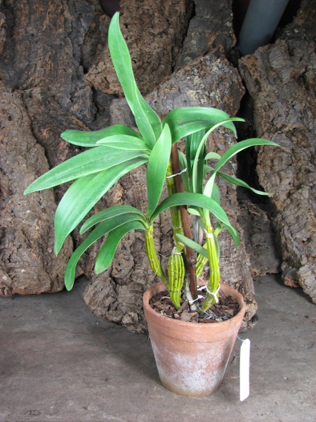 Dendrobium chrysotoxum.JPG