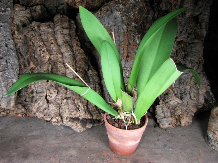Oncidium lanceanum x kramerianum.JPG