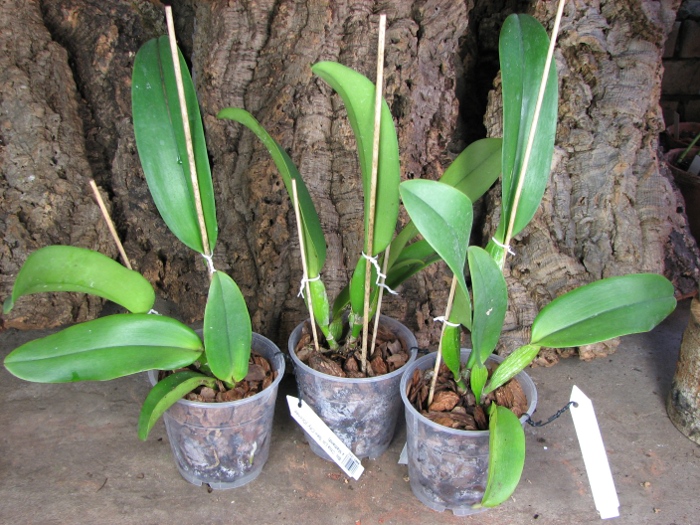 Brassolaeliocattleya Chia Lin 'New City' (Oconee x Maitland).JPG
