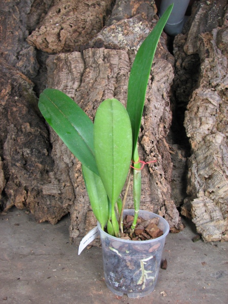 Brassolaeliocattleya Fort Watson 'Mendenhall'.JPG