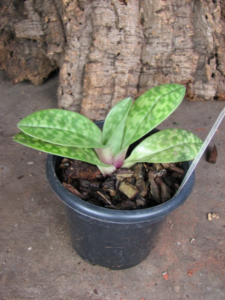 Paphiopedilum Hung Sheng Star x Shin-Yi Apple.JPG