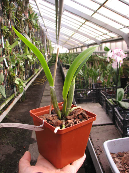 Cattleya lueddemanniana coerulea splash 'Bela' x SELF.jpg