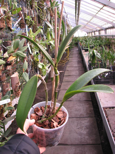 Cattleya Green Emerald 'Orchid Queen'.jpg