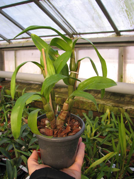 Dendrobium formosum.jpg