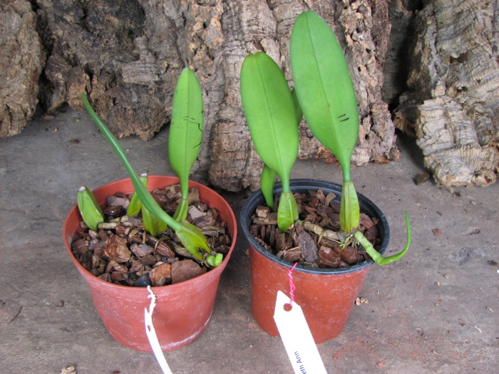 Bulbophyllum Elizabeth Ann.JPG