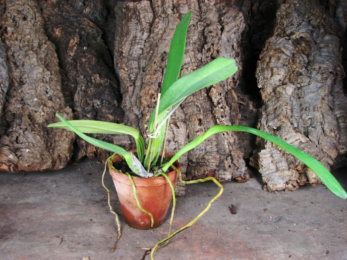 Cattleya warneri concolor 'HI' x Cattleya warneri venosa suave.JPG
