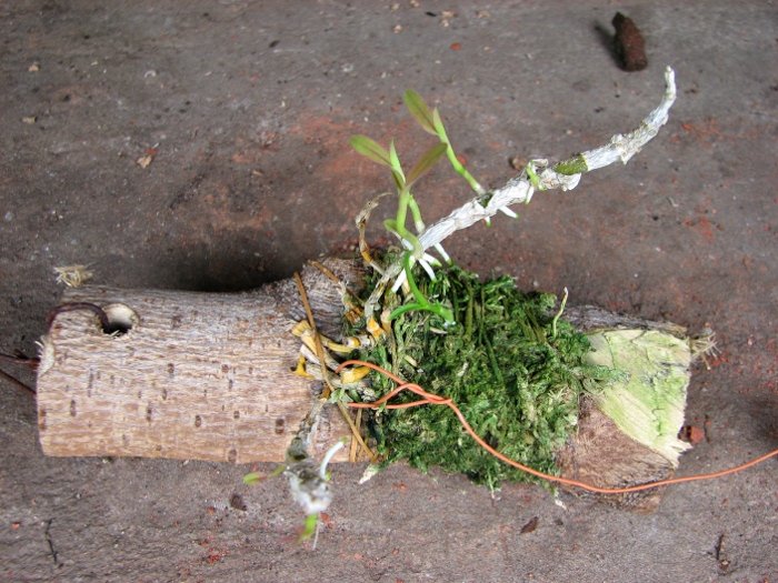 Dendrobium unicum.JPG