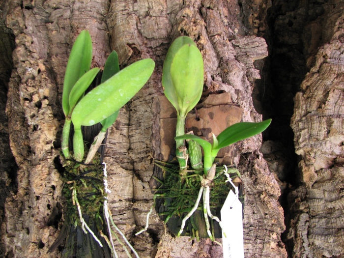 Sophrolaeliocattleya Little Hazel 'M' (Slc. Hazel Boyd x Sl. Psyche).JPG