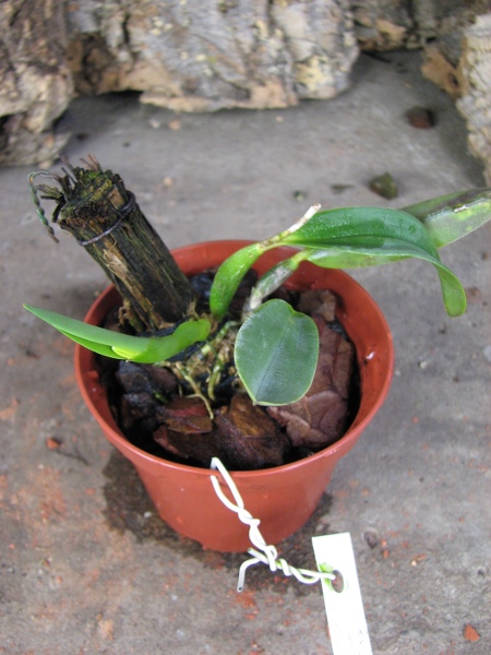 Sophrocattleya Pearllouis (Cattleya bicolor alba x Sophronitis coccinea).JPG