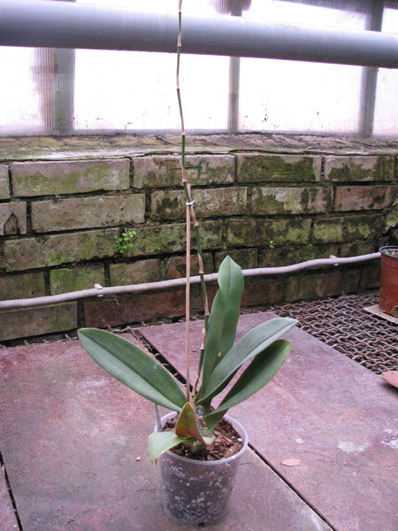 Psychopsis Kalihii 'Big'.jpg