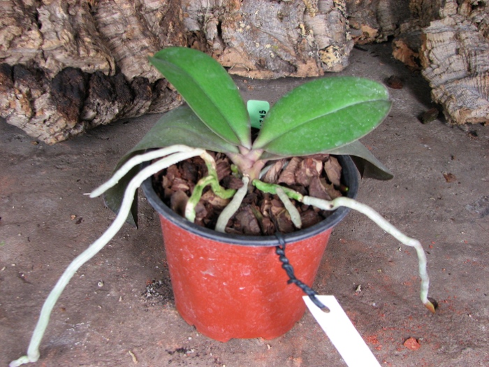 Phalaenopsis Sogo Lawrence x Phalaenopsis Kung's Red Cherry.JPG