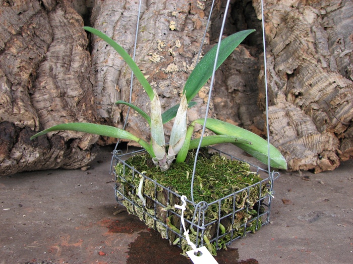 Sophrolaeliocattleya Pink Doll 'Garnet Sea' (Slc. Tangerine Jewel x L. pumila).JPG