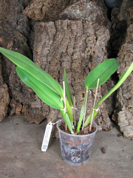 Cattleya warneri integra 'Evandro Perini' x Cattleya warneri inegra-orlata-pincelada 'Leonor'.JPG