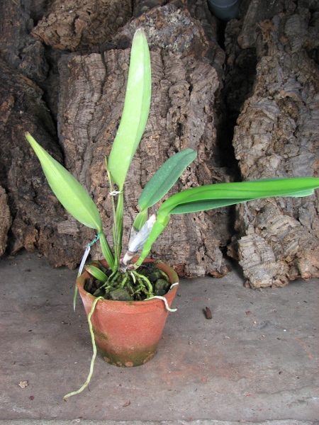 Cattleya warneri alba 'Alvinha' x Cattleya warneri semi alba integra orlata.JPG