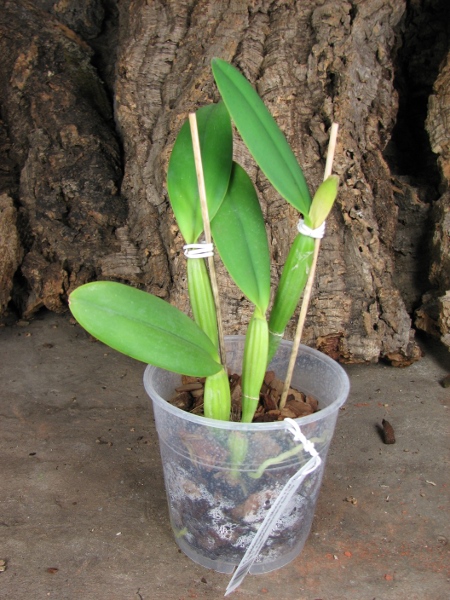 Cattleya lueddemanniana (Morena x OK-2) 'N 1' x lueddemanniana dark lip splash.JPG