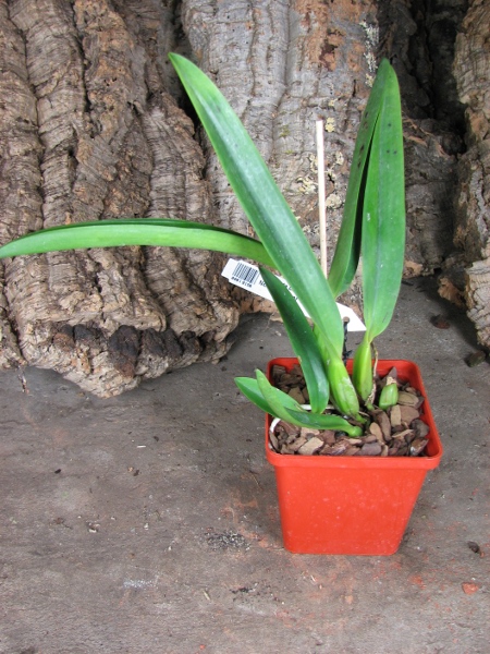 Cattleya labiata coerulescens 'Da. Norma Dreher' x self.JPG