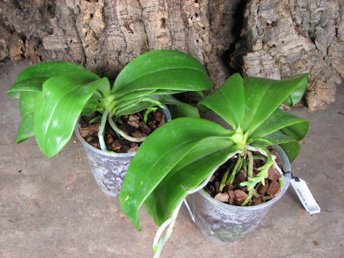 Phalaenopsis Tsay's Evergreen.JPG