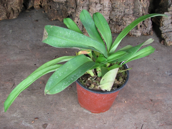 Maxillaria reichenheimiana.JPG