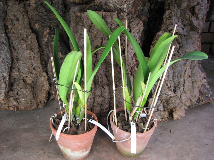 Brassolaeliocattleya Chinese Beauty 'Fire Phoenix'.JPG