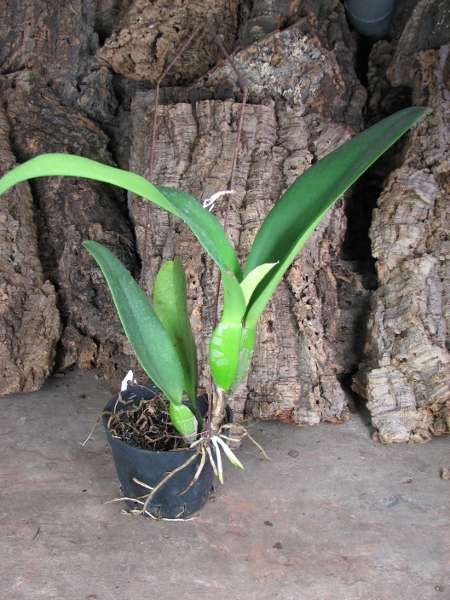 Brassolaeliocattleya Pamela Hetherington.JPG