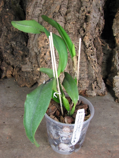 Cattlianthe Sunrise Doll 'AV'.JPG