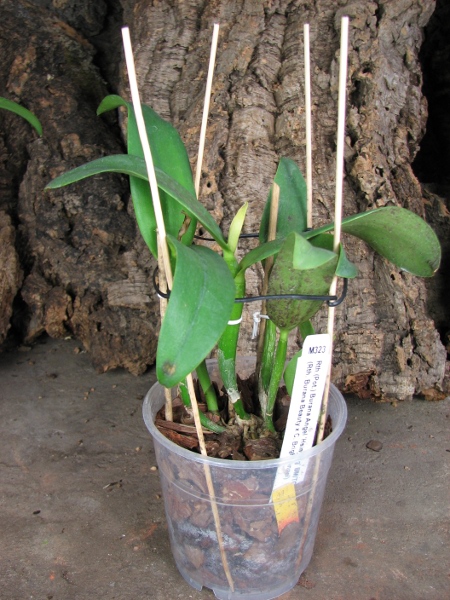 Potinara Burana Angel 'Hsinying'.JPG