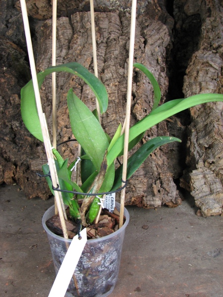 Sophrolaeliocattleya Hsin Buu Lady 'Red Beauty' (Laelia anceps x Sophrolaeliocattleya Wendy's Valentine).JPG