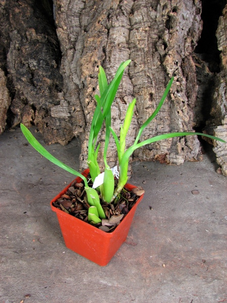 Miltonia spectabilis alba 'Biriricas' x SELF.JPG