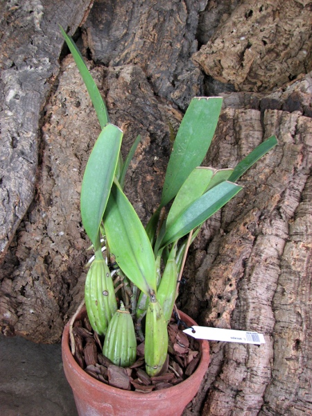 Laelia anceps.JPG
