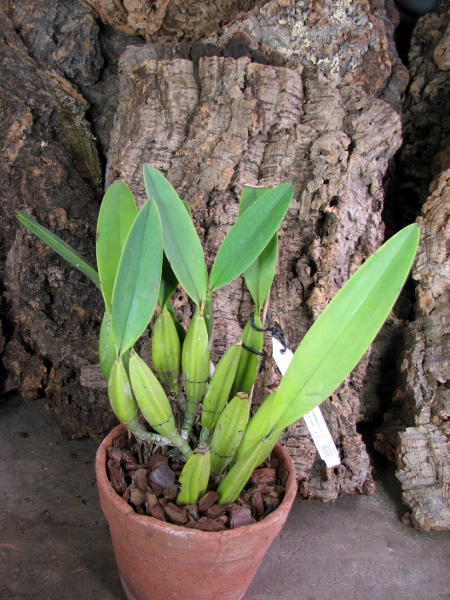 Laelia anceps Dawsonii f. Chiapensis.JPG