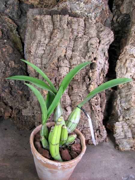 Laelia autumnalis var. atrorubens.JPG