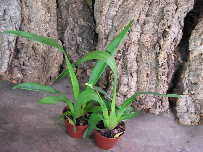 Wilsonara Tan Treasures 'Puppy Pleasures'.JPG