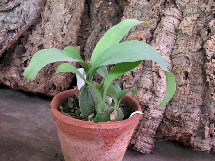 Rossioglossum splendens x grande.JPG