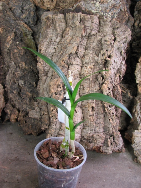 Dendrobium Supanburi White.JPG