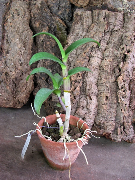 Dendrobium Imelda x Burana Jade.JPG