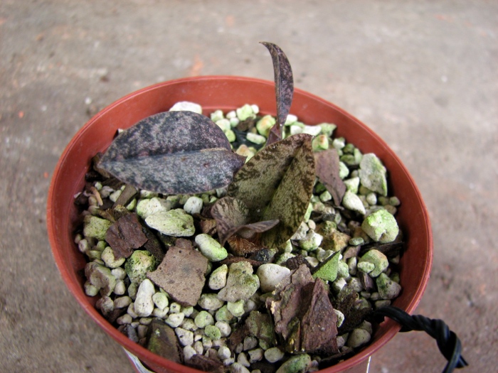 Oeceoclades gracillima.JPG