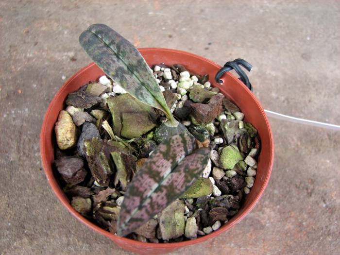 Oeceoclades spathulifera.JPG