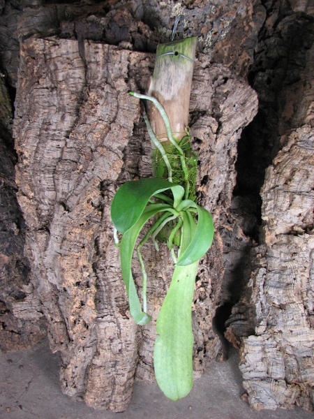 Phalaenopsis lueddemanniana.JPG