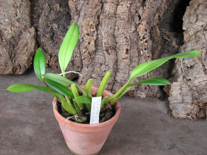 Trichopillia Senne Star (tortilis 'large' x turialbae 'alpha').JPG