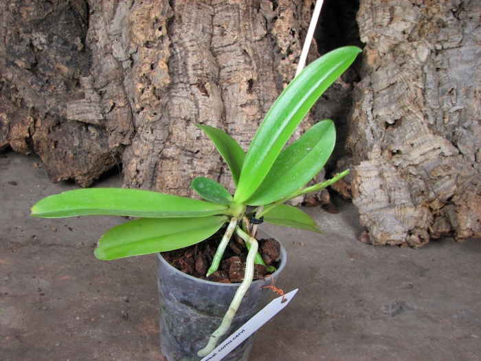 Phalaenopsis cornu-cervi.JPG
