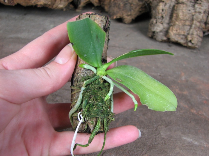 Phalaenopsis zebrina.JPG